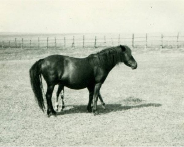 Zuchtstute Thusnelda (Lehmkuhlener Pony, 1925, von Marquis Ito)