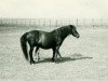 Zuchtstute Thusnelda (Lehmkuhlener Pony, 1925, von Marquis Ito)