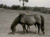Zuchtstute Daisy I (Lehmkuhlener Pony, 1923, von Marquis Ito)