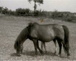 broodmare Daisy I (Lehmkuhlen Pony, 1923, from Marquis Ito)