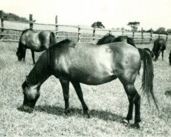 broodmare Griseldis (Duelmener, 1921, from Gladiator)