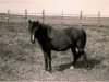 broodmare Wiltrud (Duelmener, 1921, from Gladiator)