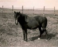 broodmare Wiltrud (Duelmener, 1921, from Gladiator)