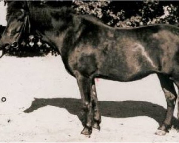 Zuchtstute Dolly (Lehmkuhlener Pony, 1920, von Marquis Ito)