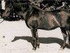 Zuchtstute Dolly (Lehmkuhlener Pony, 1920, von Marquis Ito)