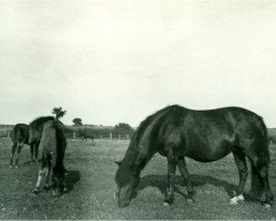 Zuchtstute Esa (Lehmkuhlener Pony, 1918, von Marquis Ito)