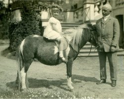 Zuchtstute Lille (Lehmkuhlener Pony, 1918, von Marquis Ito)