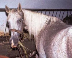 broodmare Platyna ox (Arabian thoroughbred, 1966, from Czardasz ox)