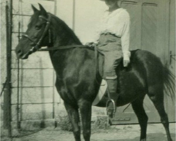 Zuchtstute Schneck (Hackney (Pferd/Pony), 1918)