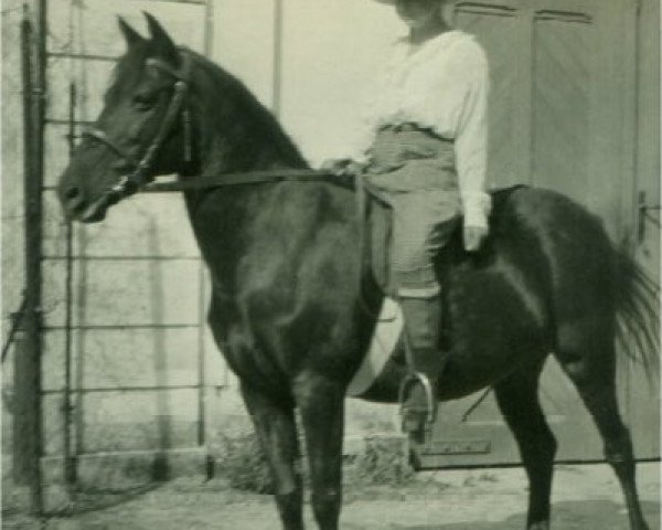 broodmare Schneck (Hackney (horse/pony), 1918)