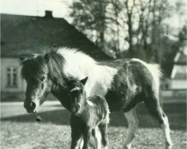 broodmare Tiny I (Shetland Pony, 1911)