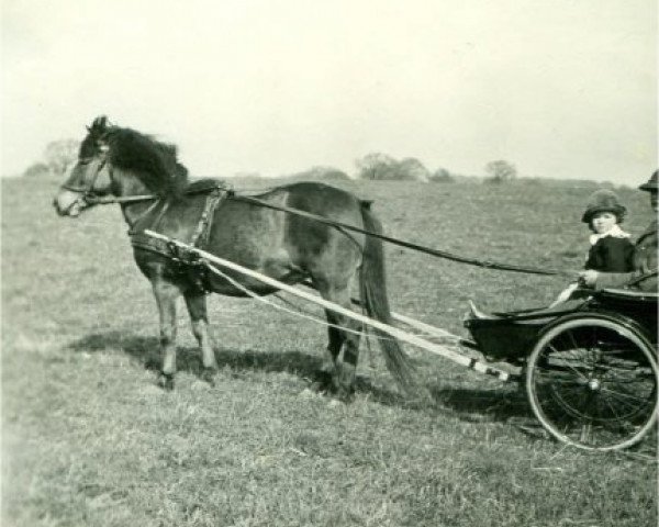 Zuchtstute Grille (Dartmoor-Pony, 1907)