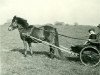 Zuchtstute Grille (Dartmoor-Pony, 1907)