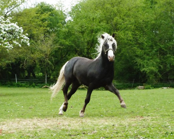 stallion Lützow I (Lehmkuhlen Pony, 2009, from Watson I)