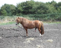 Deckhengst Lord Arthur (Lehmkuhlener Pony, 2008, von Baron Kurt)