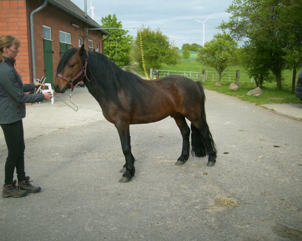 stallion Sir Cosmos (Lehmkuhlen Pony, 2007, from Greenholme Sinbad)