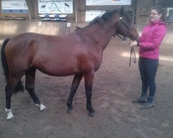 stallion Joe Cocker (Lehmkuhlen Pony, 2007, from Joop 18)