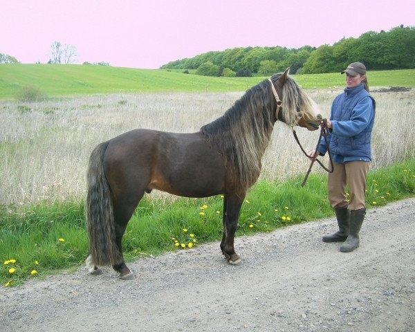 stallion Ito II (Lehmkuhlen Pony, 2003, from Pedro III)