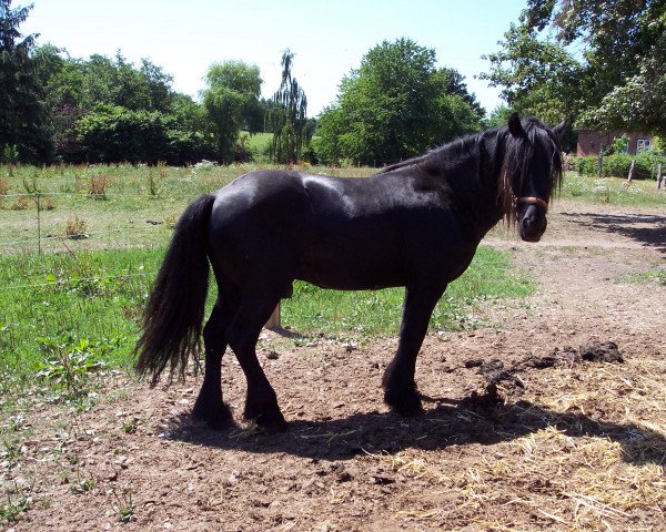 stallion Greenholme Sinbad (Fell Pony, 2000, from Greenholme Mikado)