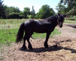 stallion Greenholme Sinbad (Fell Pony, 2000, from Greenholme Mikado)