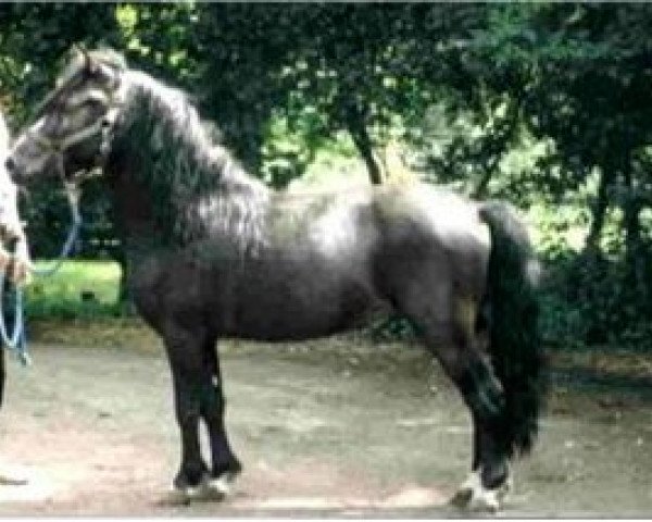 stallion Pedro III (Lehmkuhlen Pony, 1994, from Eulenspiegel)