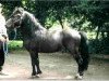 Deckhengst Pedro III (Lehmkuhlener Pony, 1994, von Eulenspiegel)