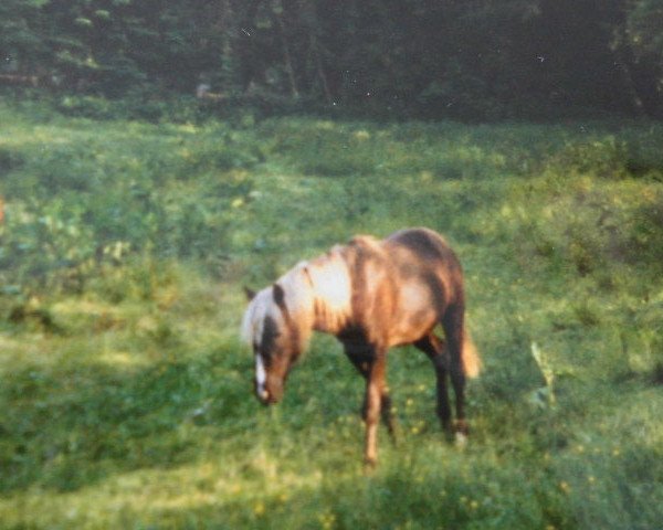 stallion Exzellenz (Lehmkuhlen Pony, 1993, from Watson I)