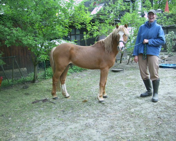 Deckhengst Watson I (Welsh Mountain Pony (Sek.A), 1989, von Wisdom of Paxhall)