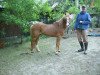 stallion Watson I (Welsh mountain pony (SEK.A), 1989, from Wisdom of Paxhall)