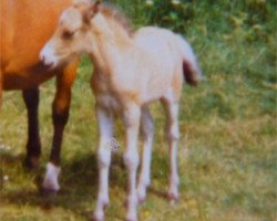 Deckhengst Torero II (Lehmkuhlener Pony, 1985, von Wiera's Rong)