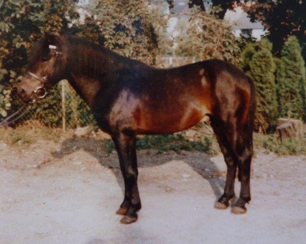 Deckhengst Rommel (Dülmener, 1976, von Numir)