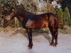 stallion Rommel (Duelmener, 1976, from Numir)