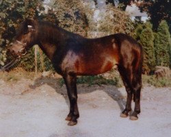 stallion Rommel (Duelmener, 1976, from Numir)