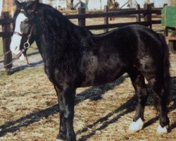 Deckhengst Eulenspiegel (Lehmkuhlener Pony, 1971, von Moritz II)