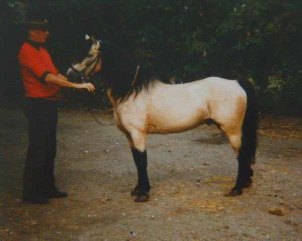 Deckhengst Wiera's Rong (Welsh Pony (Sek.B), 1969, von Cusop Code)