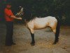 Deckhengst Wiera's Rong (Welsh Pony (Sek.B), 1969, von Cusop Code)