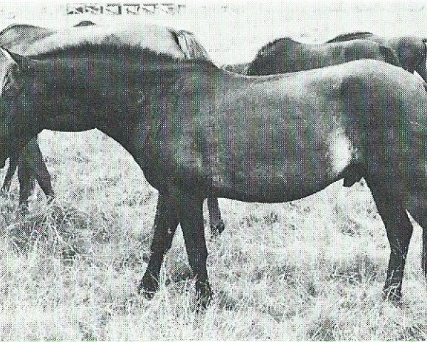 Deckhengst Ben-Venuto (Lehmkuhlener Pony, 1968, von Kadett ox)