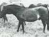 stallion Ben-Venuto (Lehmkuhlen Pony, 1968, from Kadett ox)