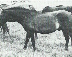 stallion Ben-Venuto (Lehmkuhlen Pony, 1968, from Kadett ox)