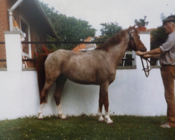 stallion Schönbrunn Authari (Welsh-Pony (Section B), 1967, from Cusop Continuity)