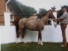 stallion Schönbrunn Authari (Welsh-Pony (Section B), 1967, from Cusop Continuity)