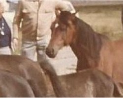 stallion Kadett ox (Arabian thoroughbred, 1964, from Kalif III ox)