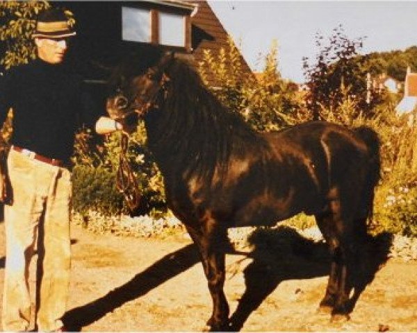 Deckhengst Moritz II (Lehmkuhlener Pony, 1961, von Olaf)