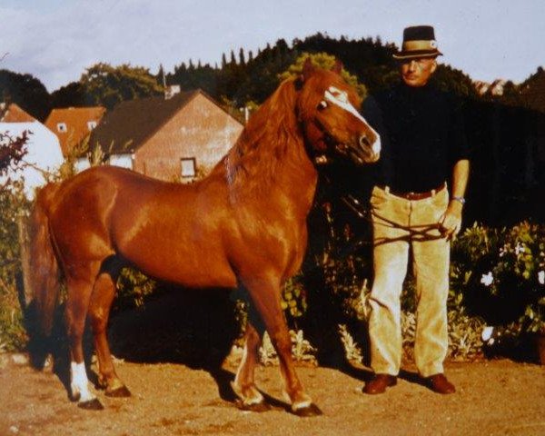 Deckhengst Pedro II (Lehmkuhlener Pony, 1953, von Pedro I)