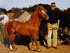 stallion Pedro II (Lehmkuhlen Pony, 1953, from Pedro I)