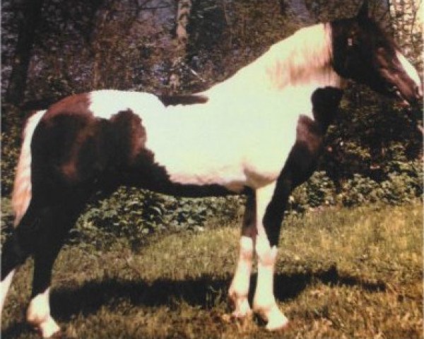 Deckhengst Massay (Lehmkuhlener Pony, 1947, von Mandarin)