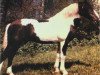 Deckhengst Massay (Lehmkuhlener Pony, 1947, von Mandarin)