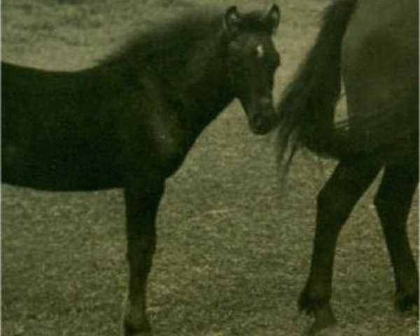 Deckhengst Tasso (Lehmkuhlener Pony, 1944, von Teify Brightlight)