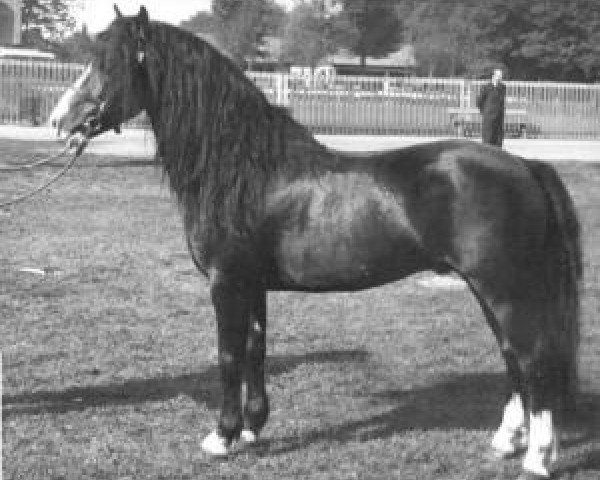 Deckhengst Sirius I (Lehmkuhlener Pony, 1942, von Speedwell)