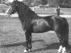 Deckhengst Sirius I (Lehmkuhlener Pony, 1942, von Speedwell)